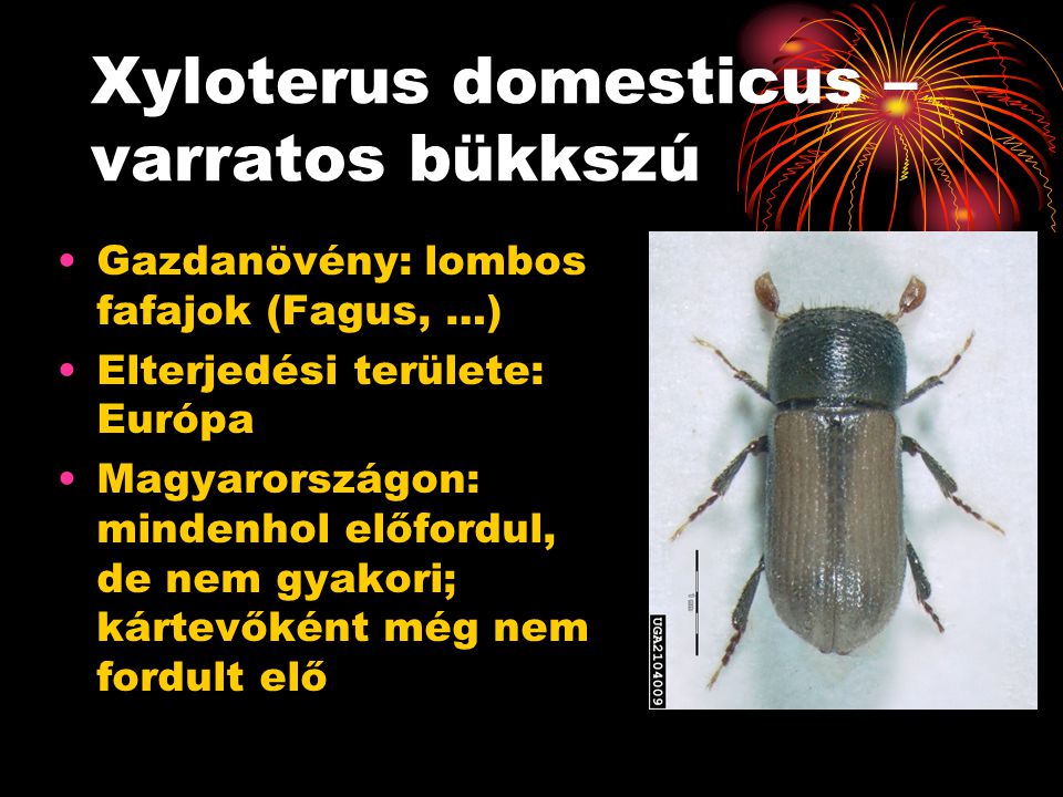  varratos bükkszú